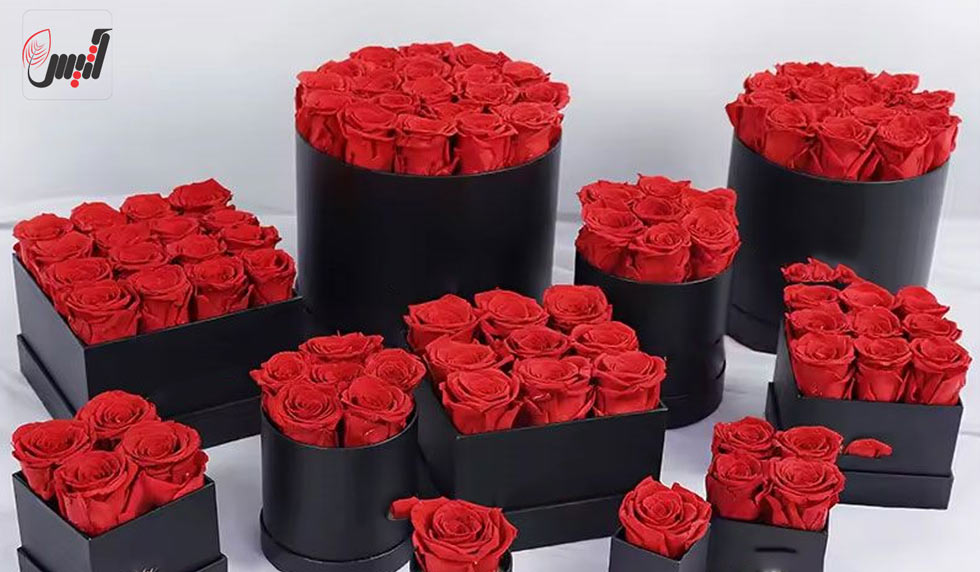 هارد باکس گل - آتیس باکس